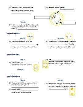 Cell division and mitosis worksheet. Mitosis and Meiosis Webquest (Outline/Comprehension Questions) | TpT