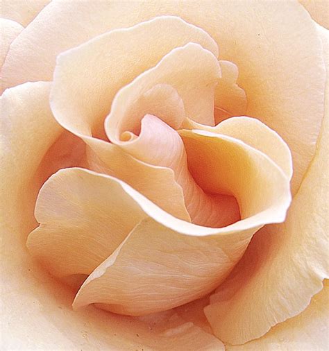Cream Colored Rose Flickr Photo Sharing
