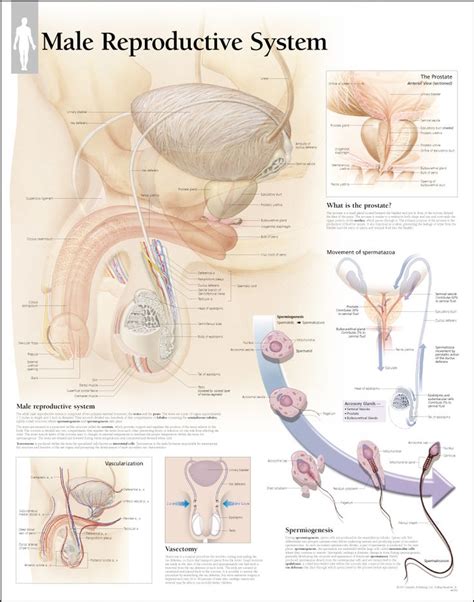 The benefits of posters as a secondary or tertiary educational tool are manifold. 32 best Human Anatomy images on Pinterest | Human body anatomy, Human anatomy and Reproductive ...