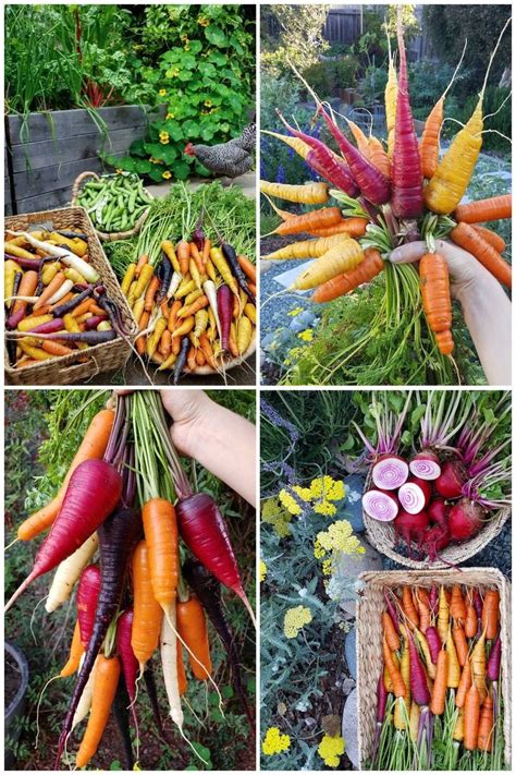 How To Grow Carrots Successfully From Seed To Table Edible Garden
