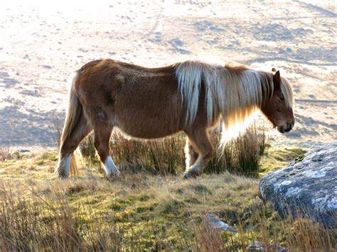 Bodmin Moor Pony | Cornwall Guide