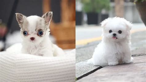 Meet 30 Of The Cutest Dog Breeds In The World Photos