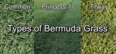 Zoysia Grass Vs Bermuda Sales Save Jlcatj Gob Mx