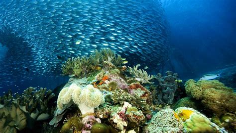 Hd Underwater Ocean Sea Nature Coral Reef Tropical School