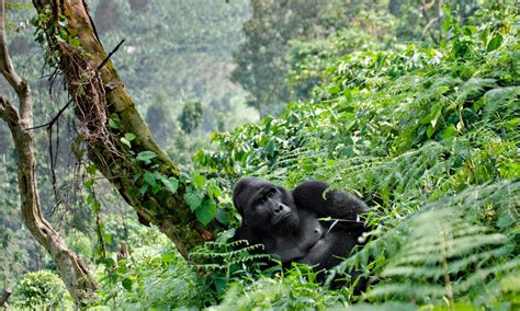 The Best Time For A Safari In Uganda Saso Gorilla Safaris Uganda