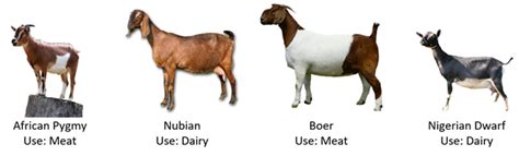 Popular Types Of Goat Breeds With Pictures Pet Keen Gambaran
