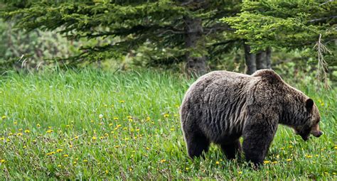 Court Upholds Protections For Yellowstone Grizzly Bears Saving Them