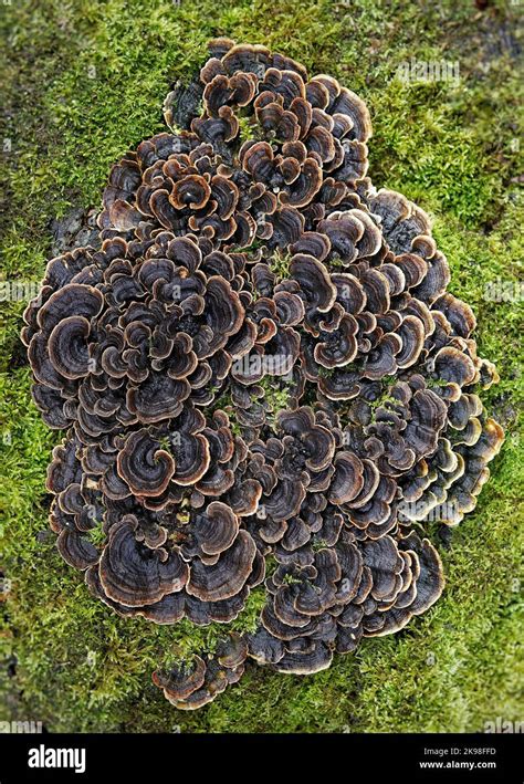 the turkey tail mushroom trametes or coriolus versicolor renowned in contemporary medicine for