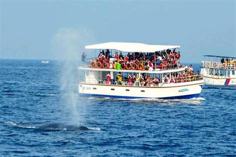 2024 Whale Watching Tour To Mirissa Tripadvisor