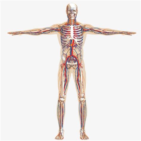 Infografia De Informacion De Anatomia Del Cuerpo Humano Vector Gratis