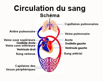 Circulation du sang définition docteurclic