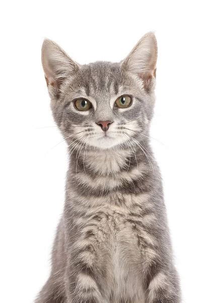 Grey Tabby Kitten Photos Prints Framed Posters Puzzles Cards