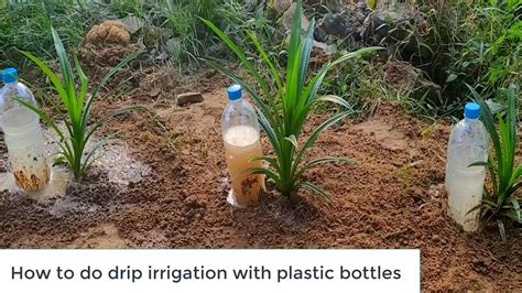 How To Do Drip Irrigation With Plastic Bottles Youtube