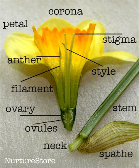 Parts Of A Daffodil Diagram Stem Education Guide