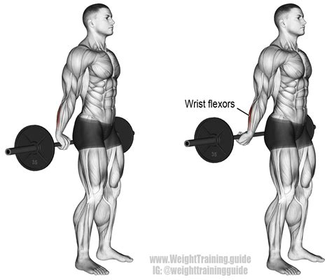 Behind The Back Barbell Wrist Curl Instructions And Video Weight