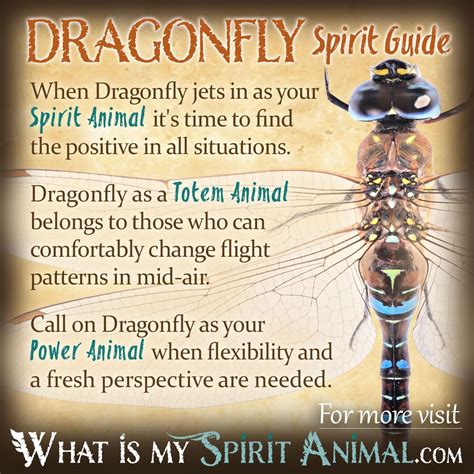 Dragonfly Symbolism And Meaning Plus Dragonfly As A Spirit Totem