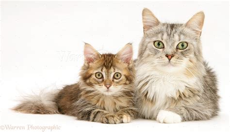 In honor of mother's day, here are ten videos of mama cats and their kittens. Maine Coon mother cat and kitten photo WP39444