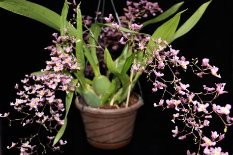 Oncidium Sotoanum Syn Onc Ornithorhynchum Hort