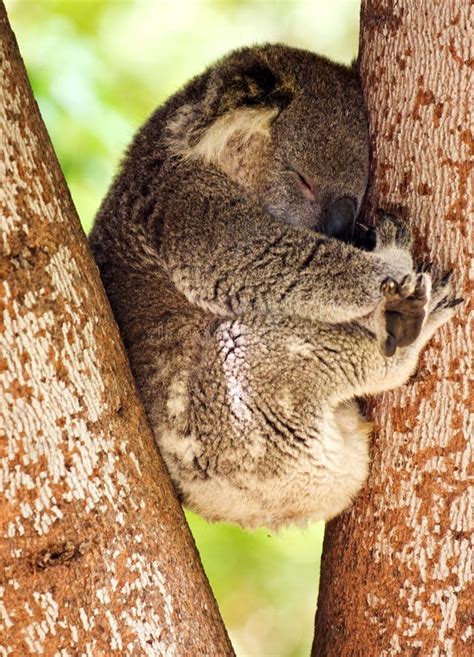 5 Koala Asleep Free Stock Photos Stockfreeimages