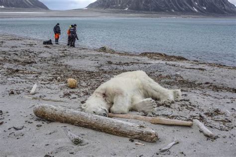 polar bear shot dead after attacking cruise ship worker in norway ladbible