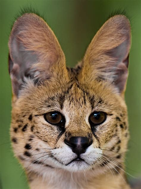 The Serval Devotions By Jan
