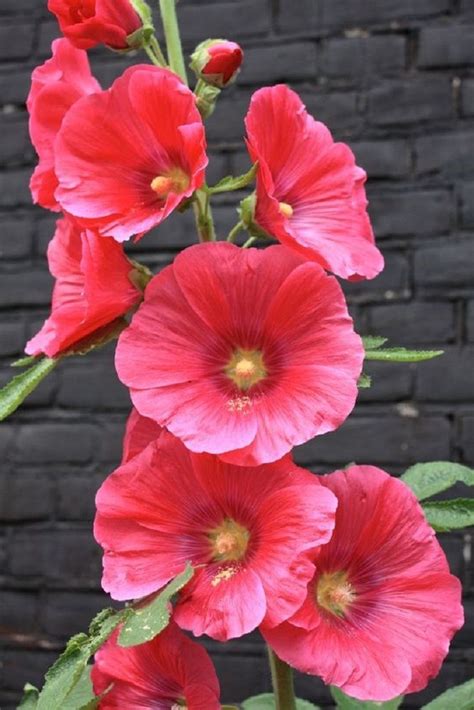 25 Rare Pink Hollyhock Seeds Perennial Giant Flower Garden Plant