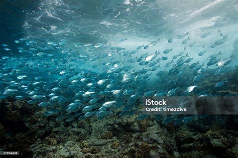 Hawaiian Flagtail Stock Photo Download Image Now 2015 Big Island