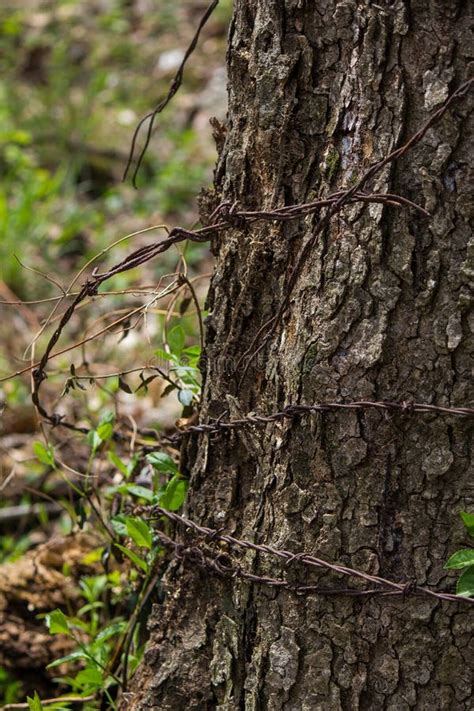 Old Barbed Wire Wrapped Around Tree Stock Image Image Of Woods