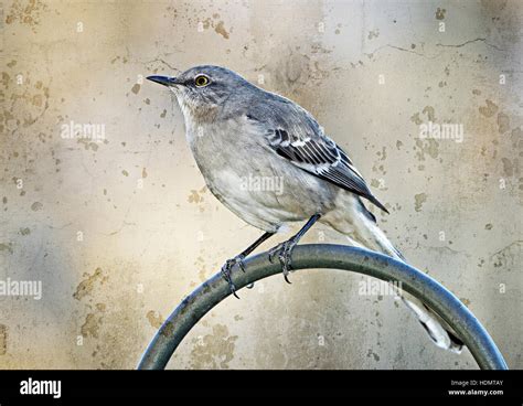 Arkansas Northern Mockingbird Hi Res Stock Photography And Images Alamy