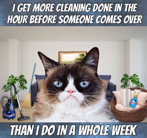 Grumpy Cat Memes Clean Funny Grumpy Cat Helped To Fame By Galion Man