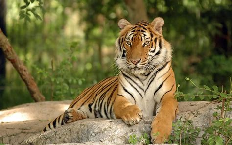 Tiger Wallpaper Hd 08117 Baltana