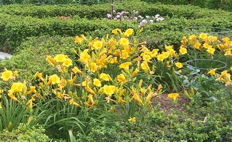 Dan S Designer Daylilies Stella De Oro