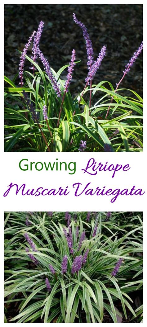 Liriope Muscari Variegata Growing Variegated Lilyturf