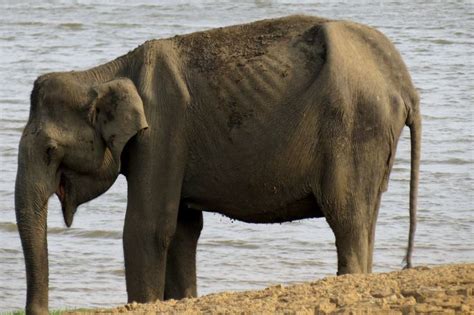Freeze Dried Dung Gives Clue To Asian Elephant Stress Bbc News