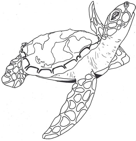 Sea Turtle Line Drawing At Getdrawings Free Download