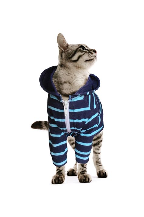 Cat Hoodiecat Clothesstretch Cotton Cat Clothes Cat Jacket 8 Sizes