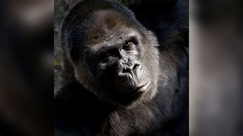 Atlanta Zoo Euthanizes Choomba 59 Year Old Gorilla After Health