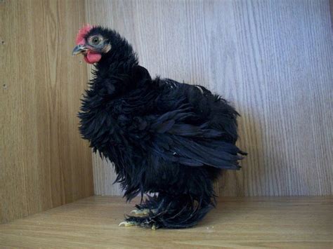 There are several colors available, which we will get to, but generally, black shading is allowed in some. Guide to Backyard Chicken Breeds | Owlcation