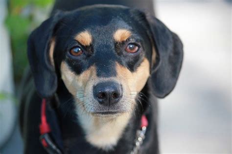 Black And Tan Dog Breeds The Smart Dog Guide