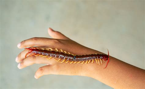 Centipede Identification Chart
