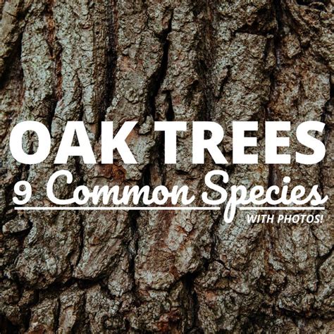 Common Types Of Oak Trees With Bark Photos For Identification Oak