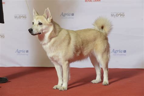 Norwegian Buhund An Agile And Intelligent Dog Breed