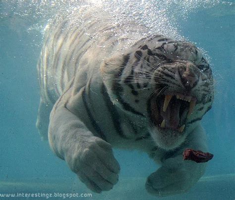 Interestingz White Tiger Who Loves To Eat His Meal Underwater