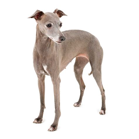 italian greyhound dog breed   italian greyhounds