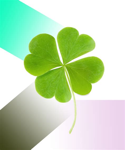 Four Leaf Clover Folklore Meaning St Patrick Day 2018