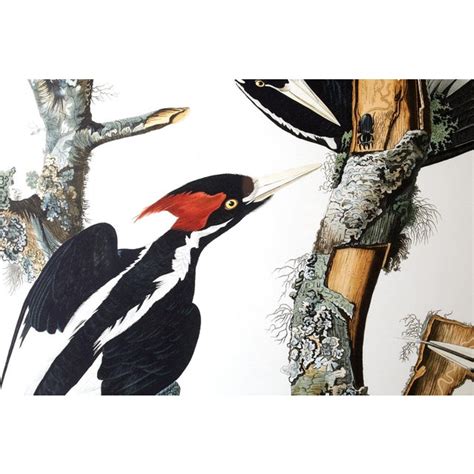 audubon ivory billed woodpecker plate 66 framed chairish
