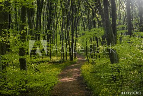 Peaceful Forest Path Stockfotos Und Lizenzfreie Bilder