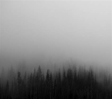 Free Download Hd Wallpaper Pine Trees Mist Nature Monochrome Fog