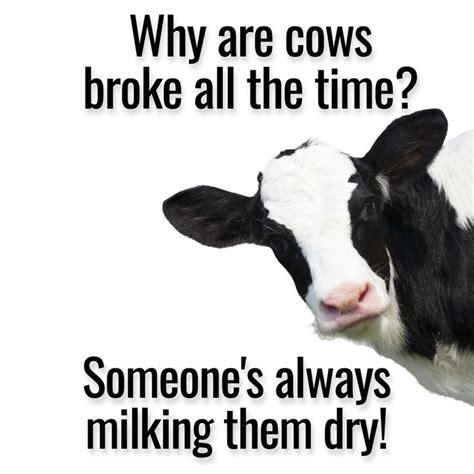 25 Funny Cow Jokes To Lighten Your Moo D Cows Funny Funny Animal