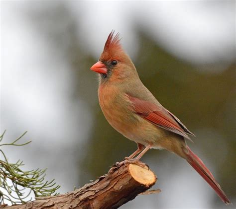 18 Best Images About Cardinals On Pinterest Tennessee Feathers And Study